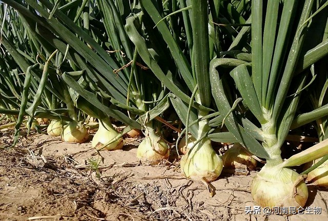 洋葱烂根的治疗方法,洋葱重茬用什么药