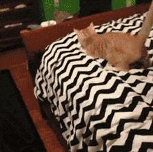 搞怪可爱猪图,搞笑猪脸图片