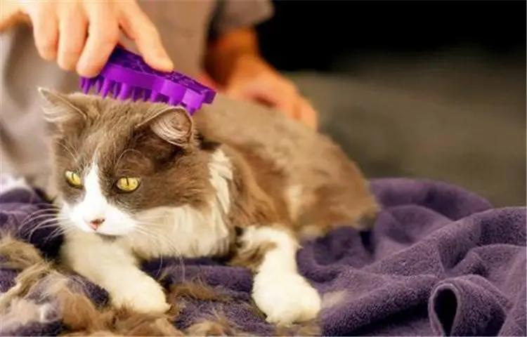 猫咪呕吐的原因及治疗办法有哪些,猫咪呕吐糊状猫粮怎么办