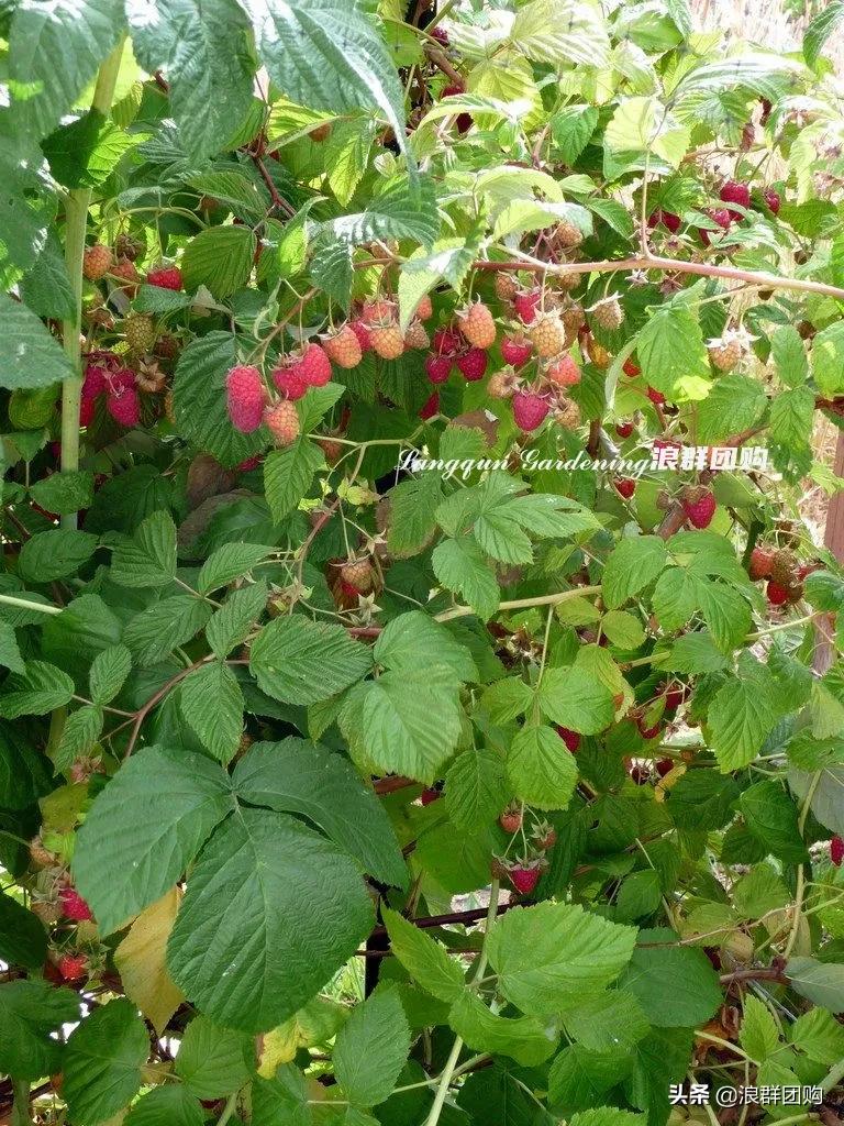 盆栽树莓能结多少果,盆栽果树一年可以长多高