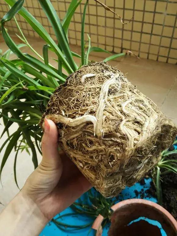 吊兰绿萝用什么土最好,绿萝吊兰盆栽多久施一次肥