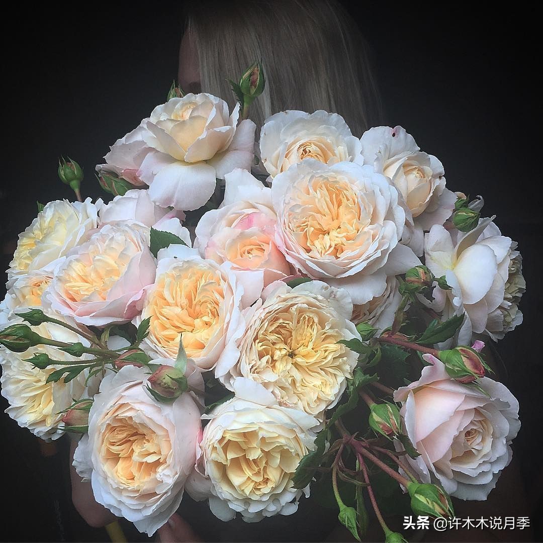 新手月季种植手册，牢记这6点，不死苗、开花多。新手收藏备用