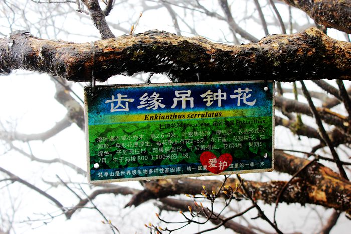 雨中的梵净山景色,烟雨梵净山