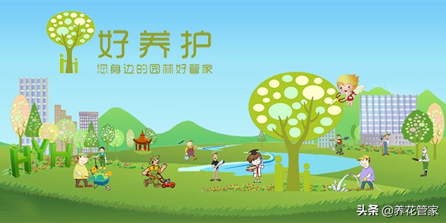 如何养护草坪一年四季都绿,庭院草坪的四季养护管理
