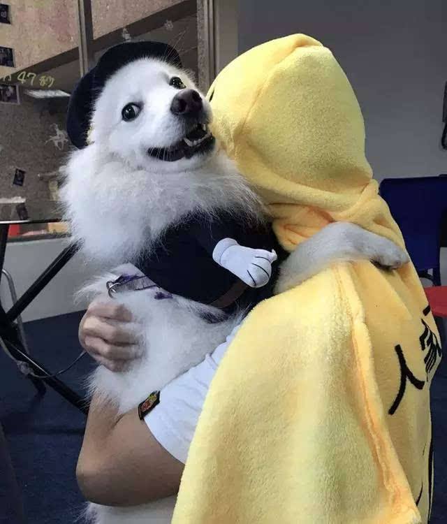 不掉毛体味小不乱叫的小型狗,干净体味轻没攻击性的狗