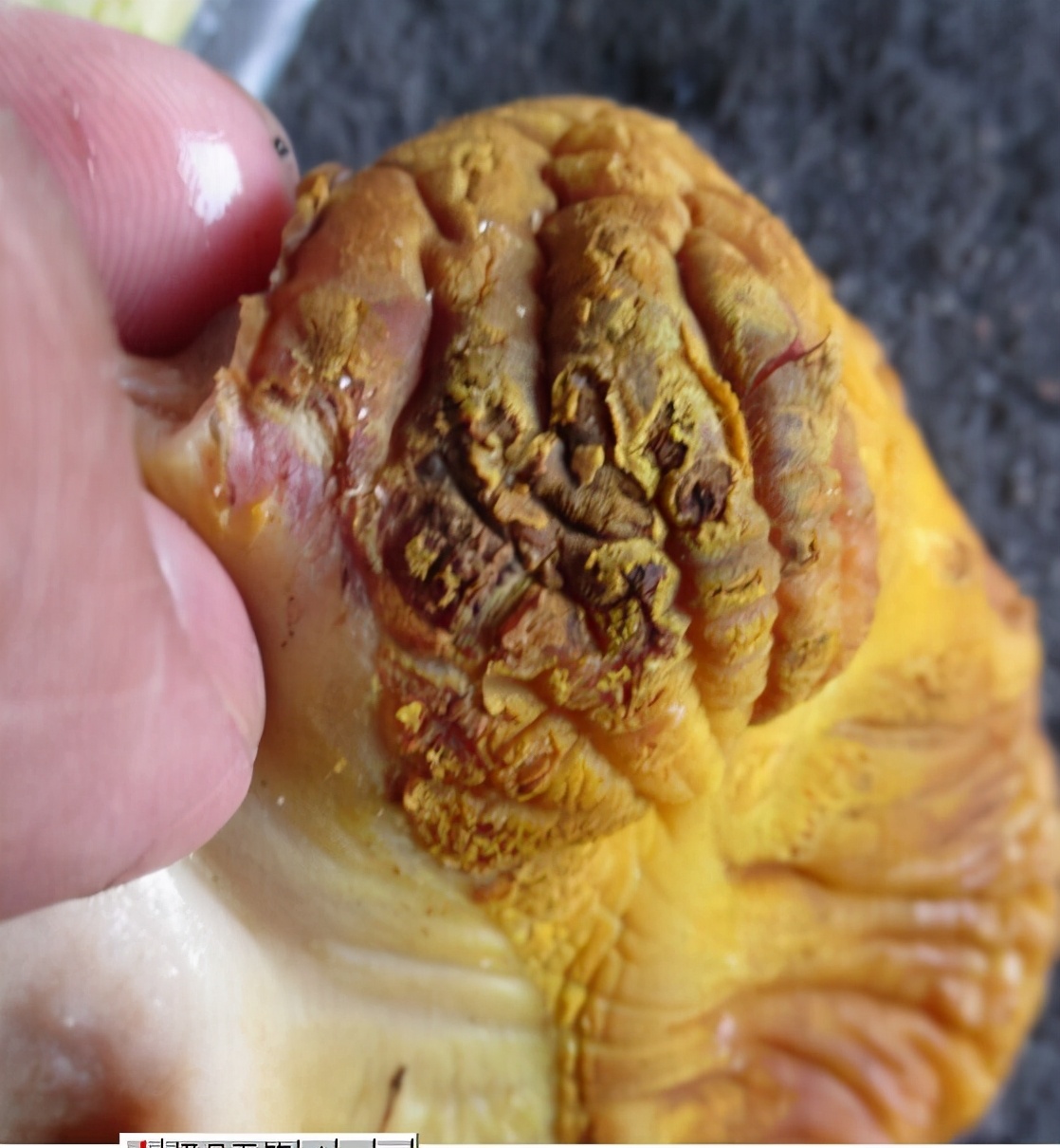 如何防治肉鸡腺胃炎的方法,817肉鸡腺肌胃炎怎么治疗好得快