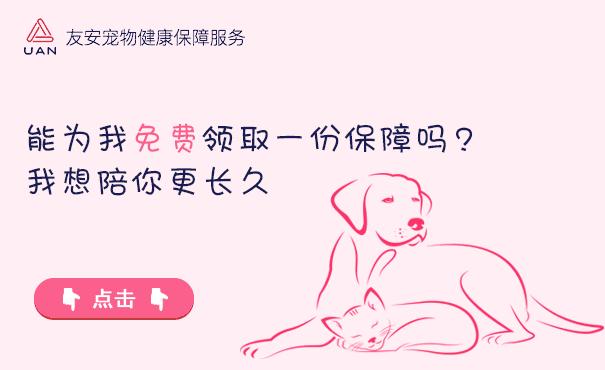 猫被主人摔脑袋眼睛瞎了,被猫咪抓了猫咪死了