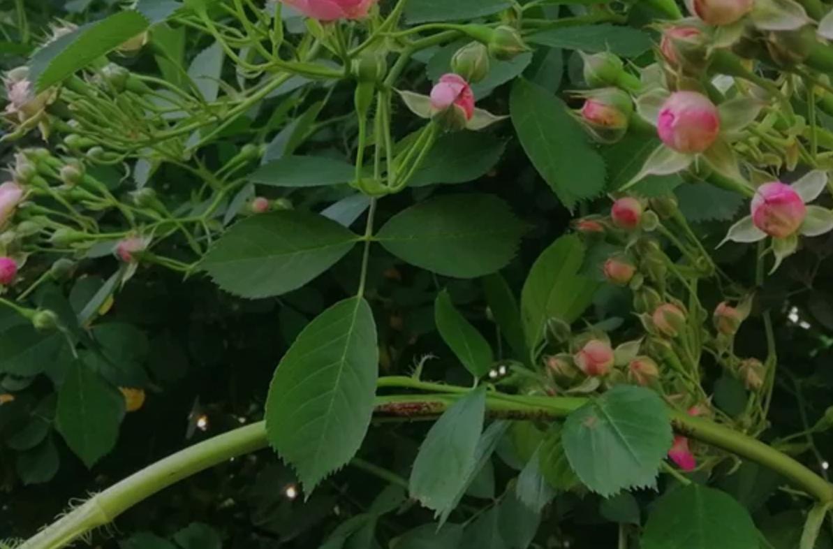 月季玫瑰蔷薇芍药牡丹的区别,玫瑰是月季和蔷薇的杂交