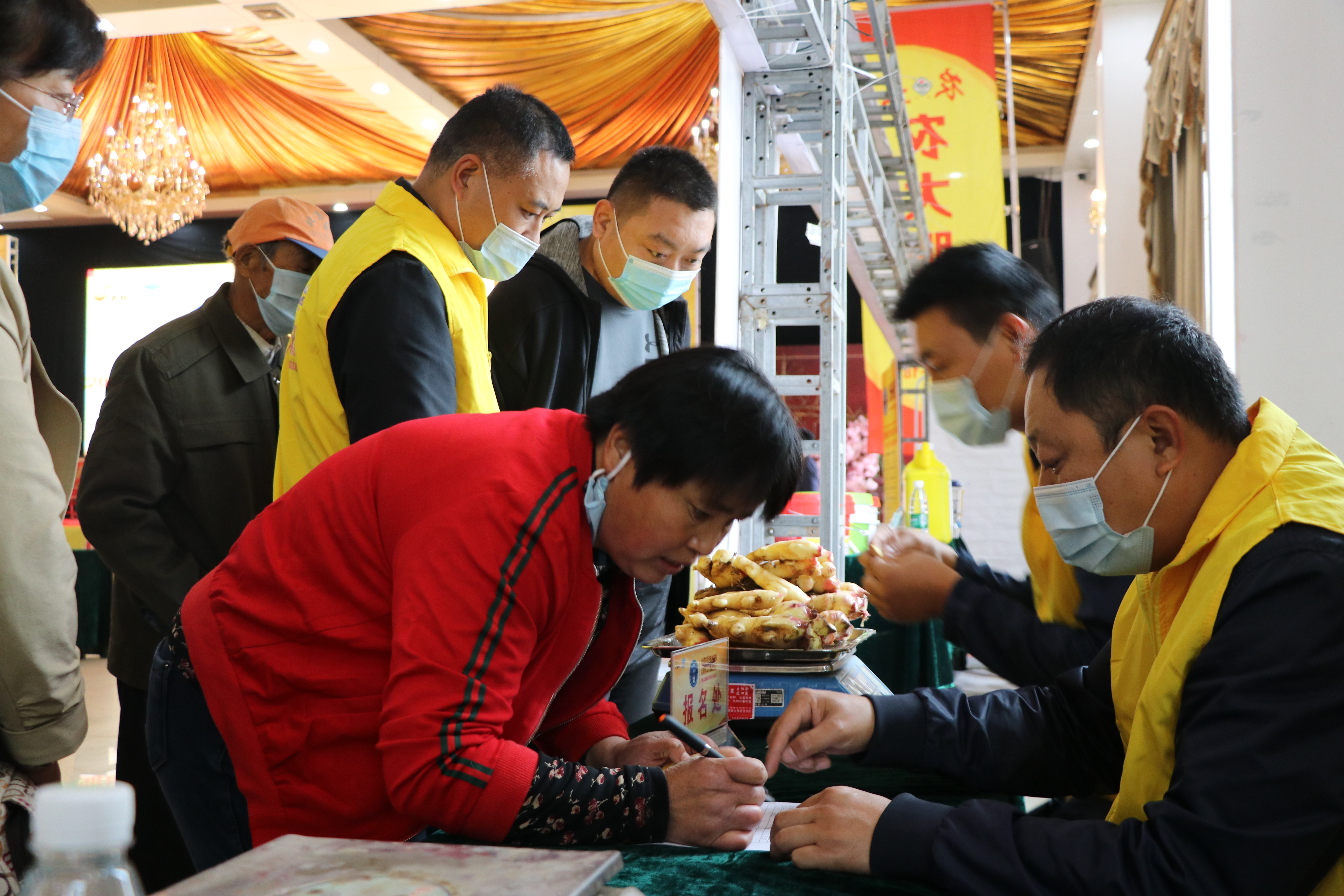 大姜获高产,山东农大肥业获得吉尼斯世界纪录