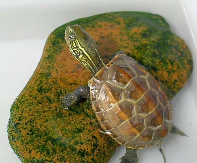 龟不爱动,龟龟没精神不睁眼不爱动怎么回事