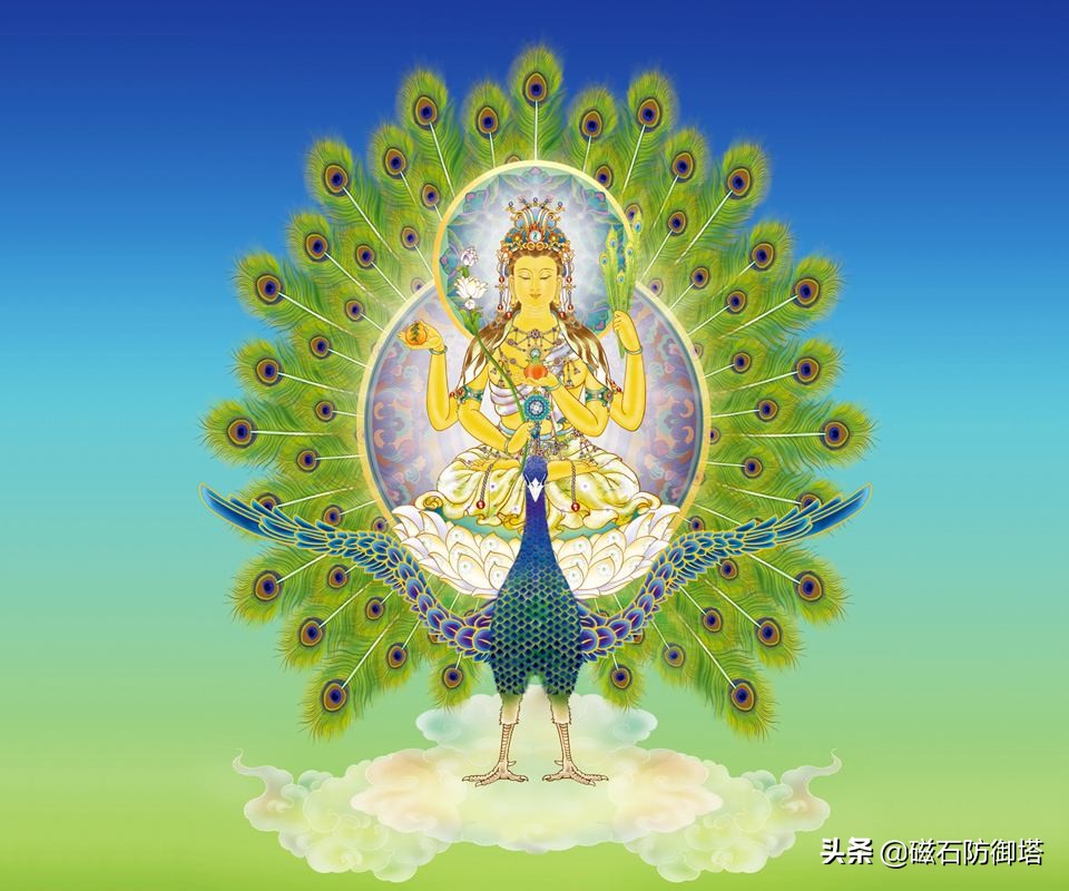 孔雀的真实秘密,孔雀有哪些独特之处