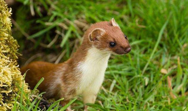 为什么黄鼠狼老一辈说不能杀,小时候奶奶常说黄鼠狼不能杀