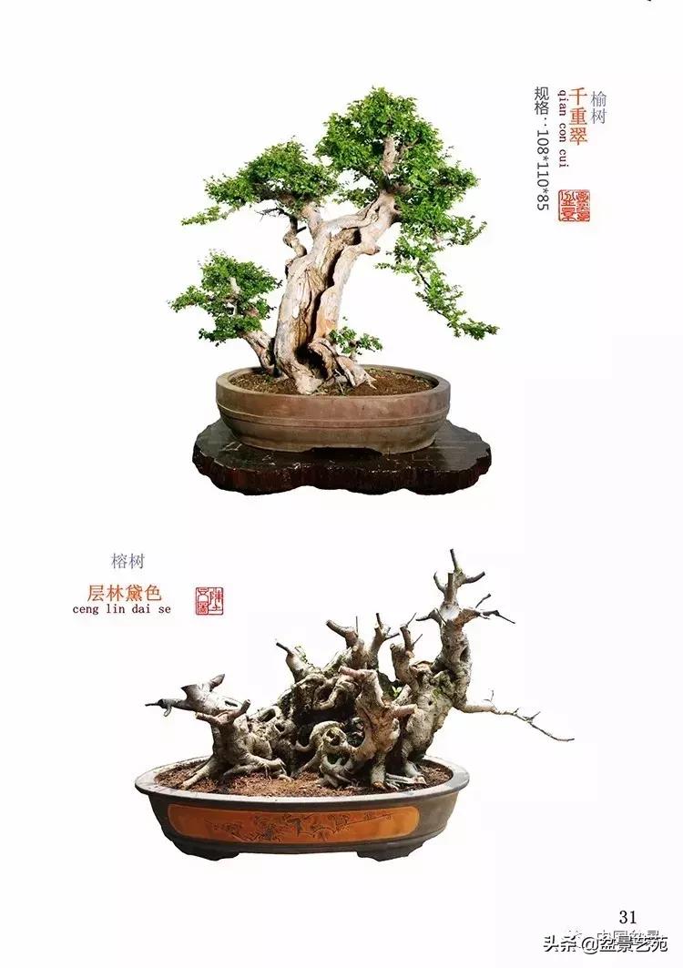 陈文图榕树欣赏,陈文图盆景