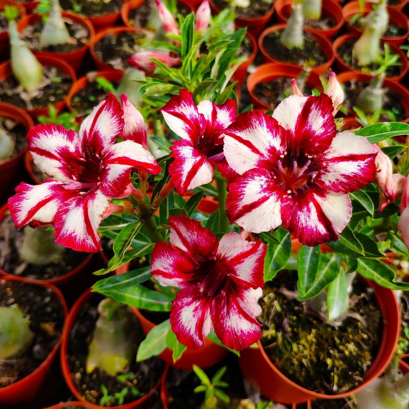 84个沙漠玫瑰品种，收起来慢慢看，待到来年春天选几种喜欢的养