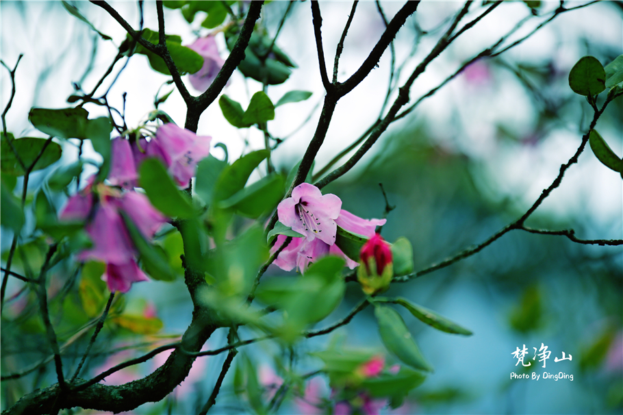 神奇的梵净山真正的天空之镜,梵净山金顶旅行真实感受