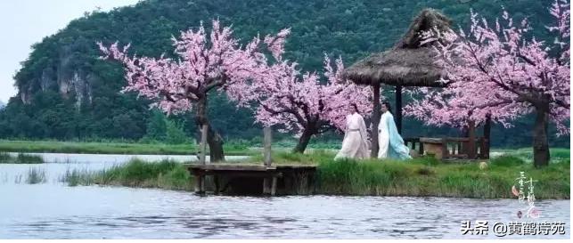 梧桐《喝火令》18首：香起白裙飘逸，邀请对下句？