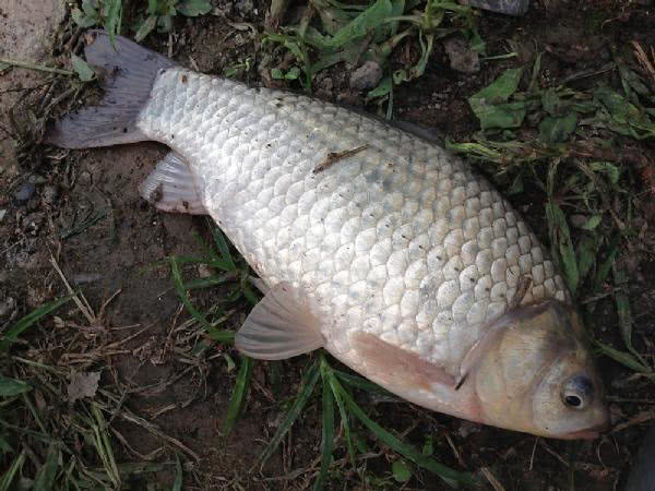 白鲫是白甲鲫鱼吗,白鲫钓大鲫鱼视频