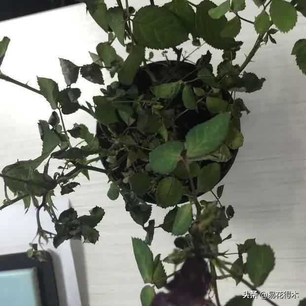 盆栽枯萎什么原因,家里的盆栽总是蔫