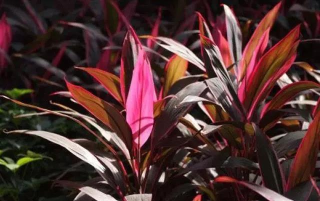 一根枝条就能活的绿植,一根枝条插上就能活的花