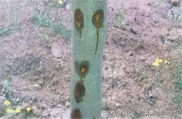 苹果栽种技术,苹果栽培技术