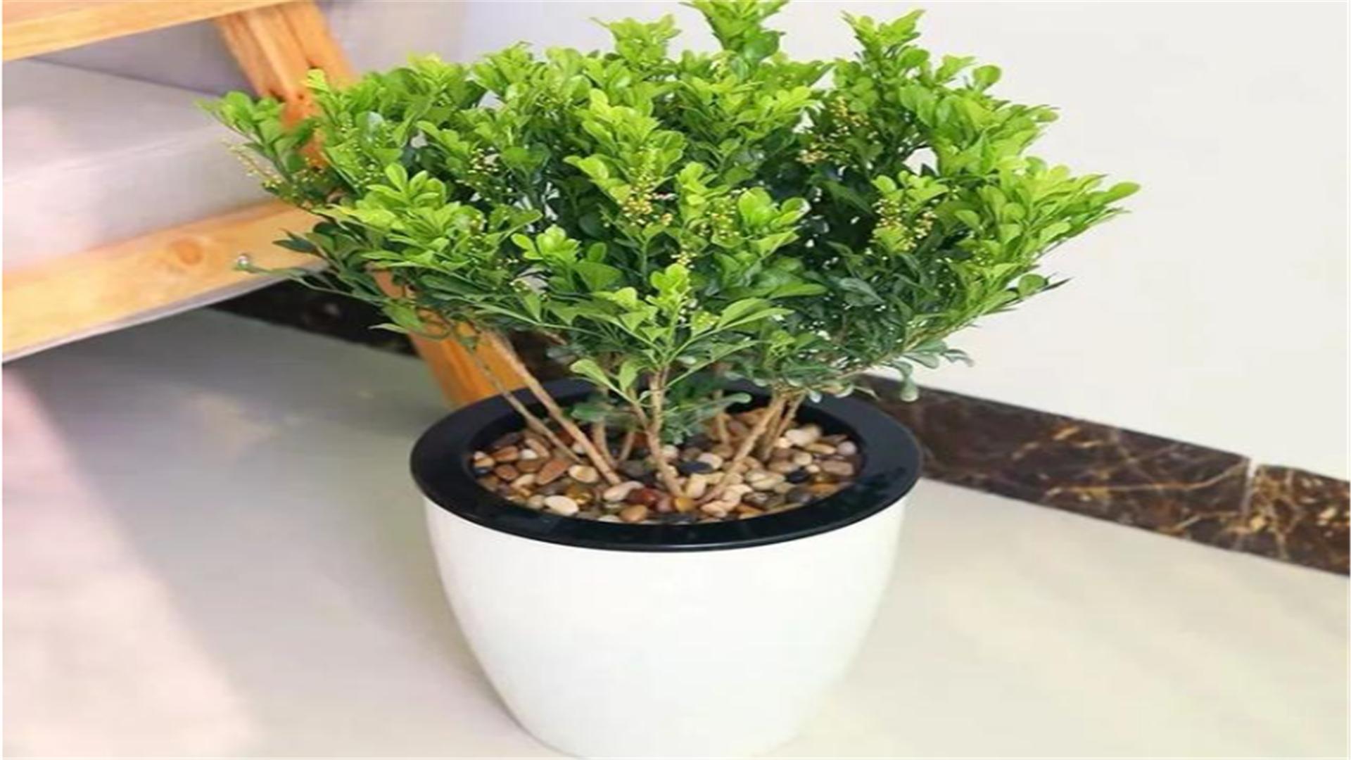 米兰春季的养殖方法,春天米兰枝头全剪光要怎么养护