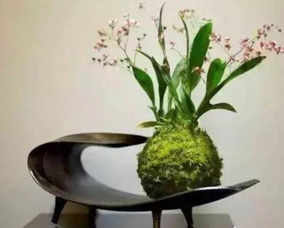 怎么养青苔盆景,苔玉盆景