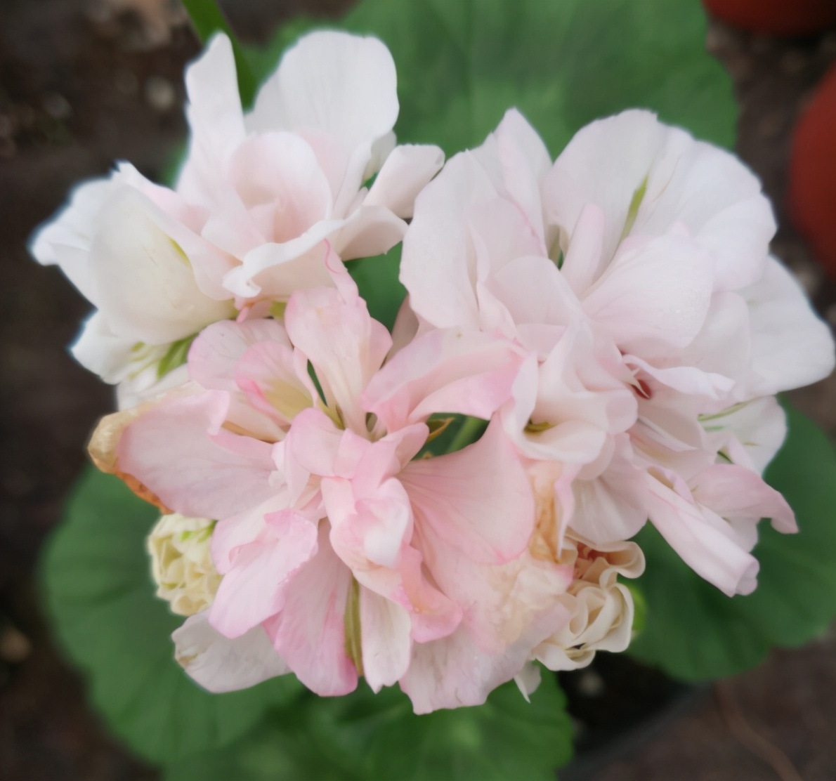 这种花别乱浇水水越多越不开花,这种花不怕冷好养易活