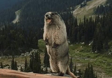 火遍日本,火遍全网的243个好物