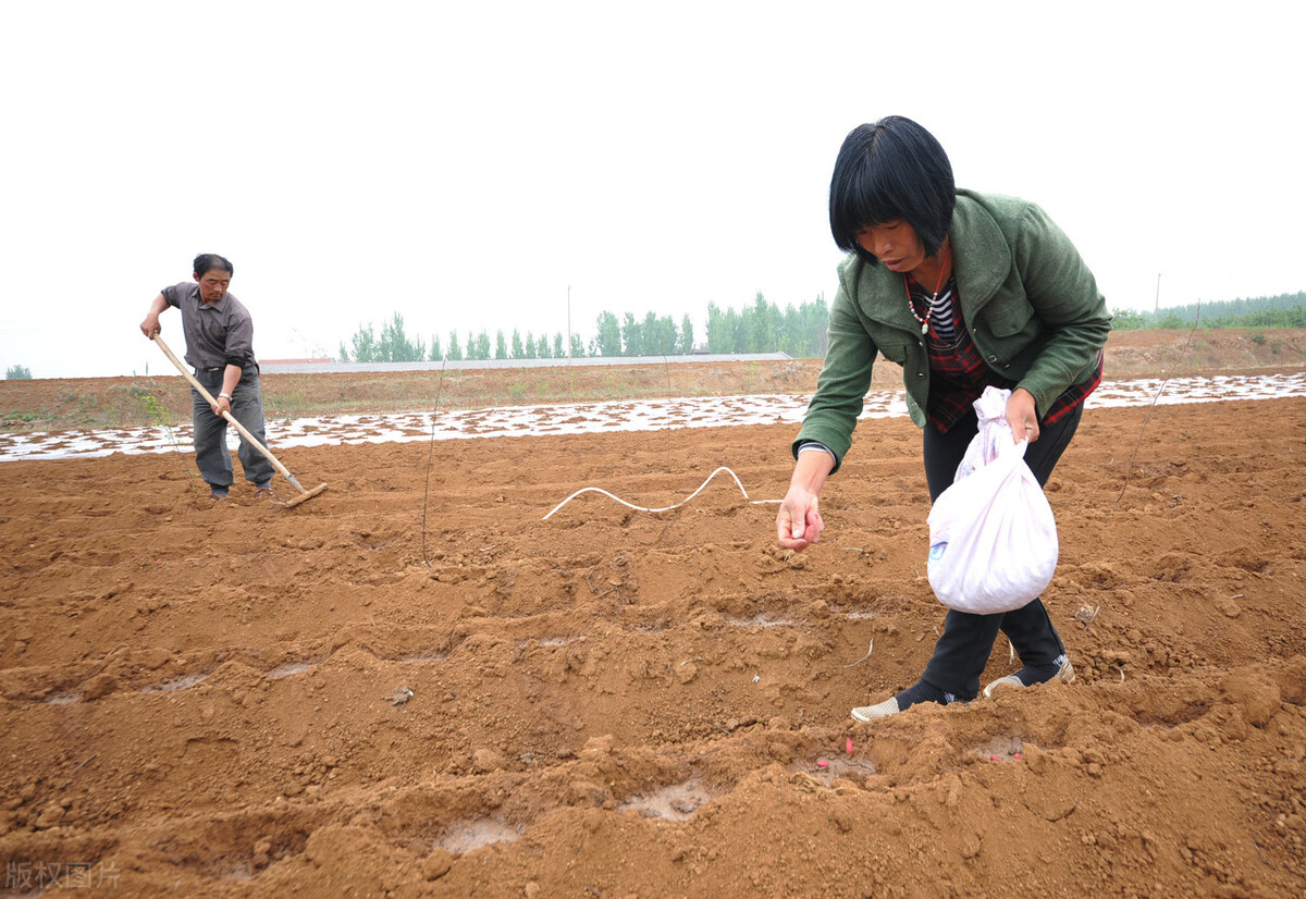 花生种植的秘诀,老一辈代代相传的花生种植方法