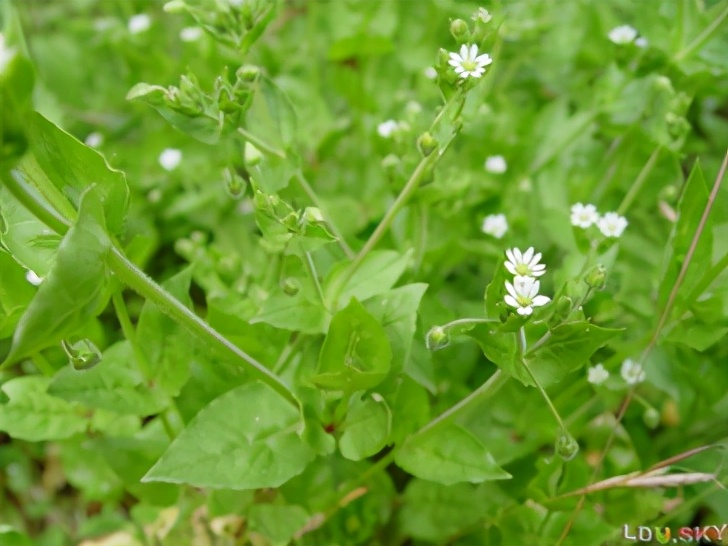 农田根茎常见杂草图谱,水稻农田常见杂草图谱大全