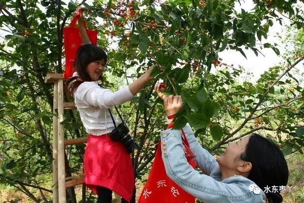 宣城本地现在还有樱桃采摘吗,宣城水东樱桃采摘