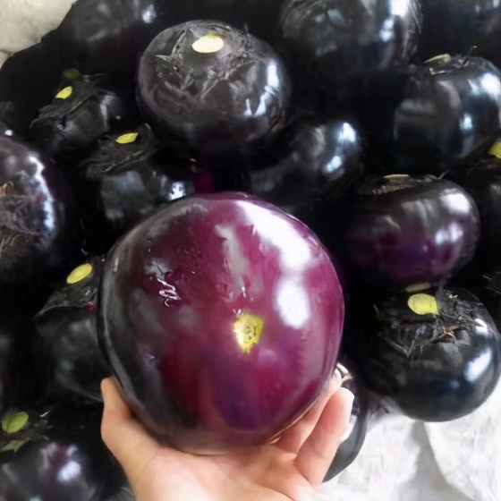 茄子圆茄长茄区别 (长茄好还是圆茄好)