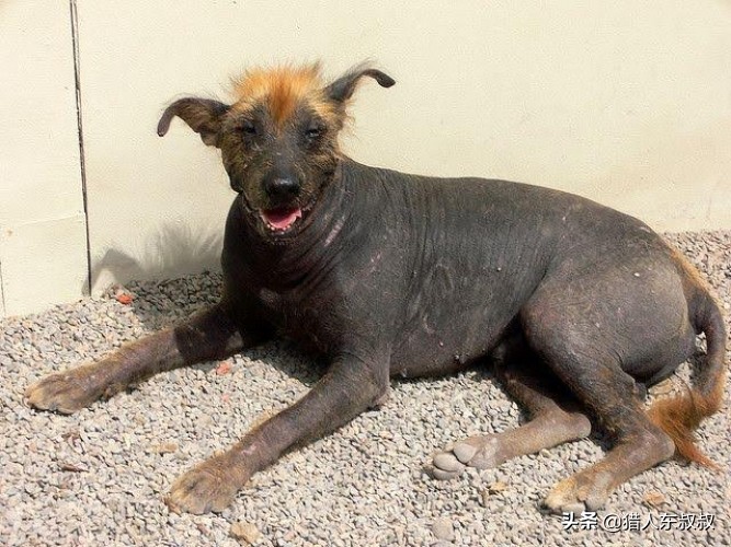 世界十大狗狗视频,世界十大最漂亮的狗狗