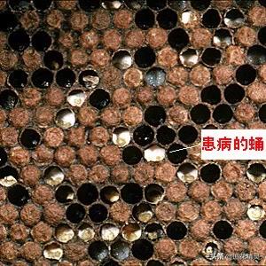 养蜂要怎么防蜜蜂病害,蜜蜂有哪些病虫害如何防治
