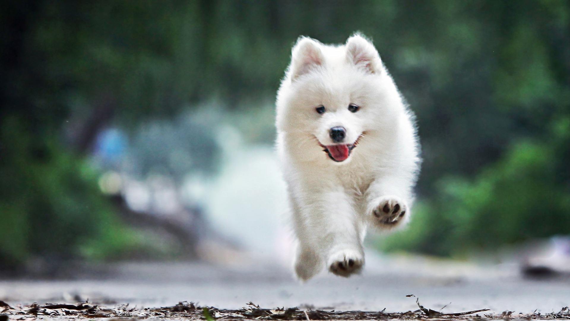 最容易被认错的狗狗品种,五种容易叛变的狗狗