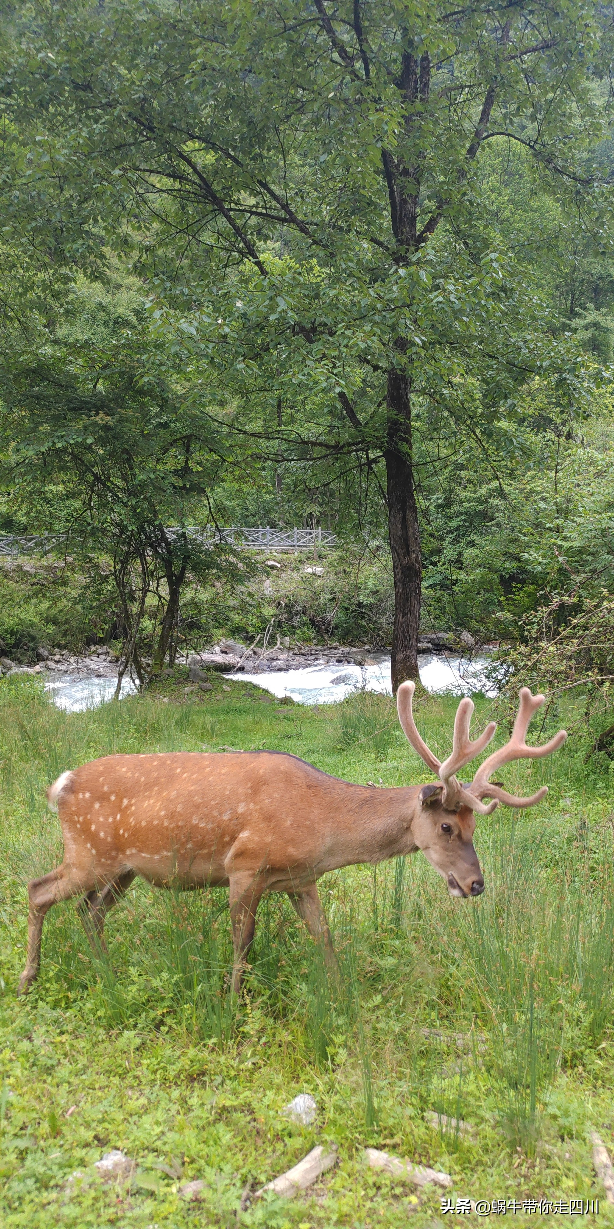 四川成都一家四口骑行游西藏,成都一家三口八日游