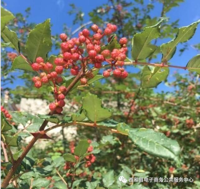 【一村一点 便民生活】记西和县村级电商服务点优秀负责人李国彦