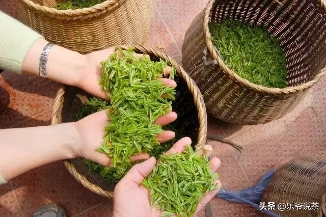 新手购茶防坑建议