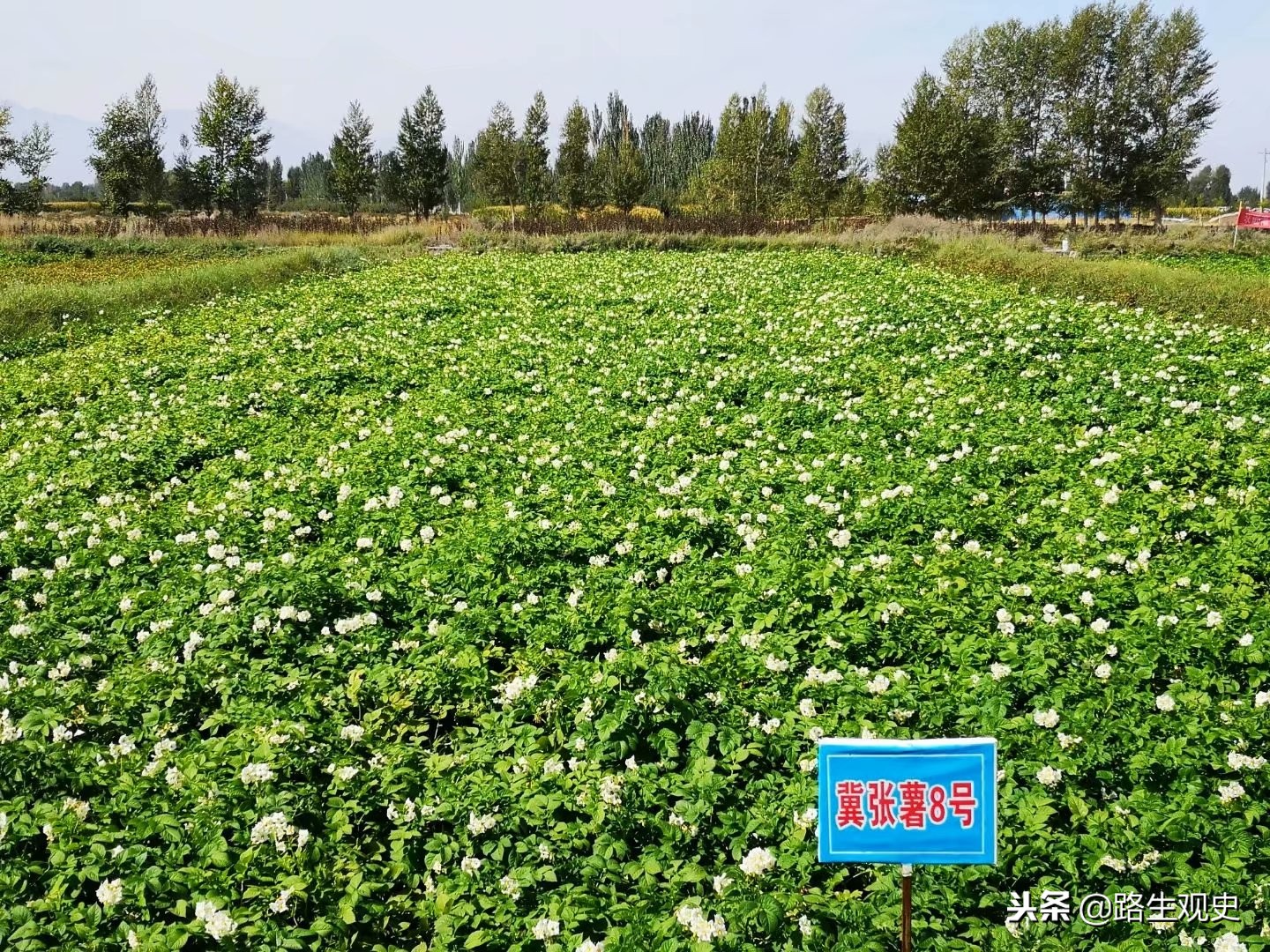 4000多年前，白人与黄人在河西走廊发生了怎样的战争？谁输谁赢？