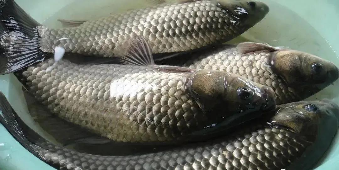 鱼鳃出血是什么病,鱼烂鳃病最佳治疗方法