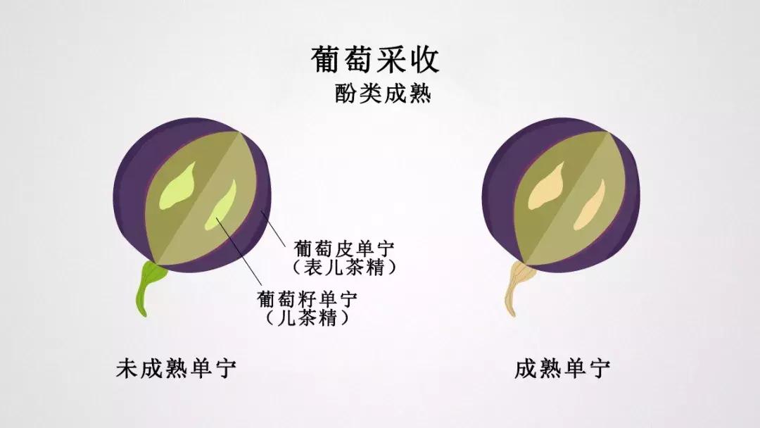 2021年全球十大最贵葡萄酒长啥样,目前最贵的葡萄酒是什么