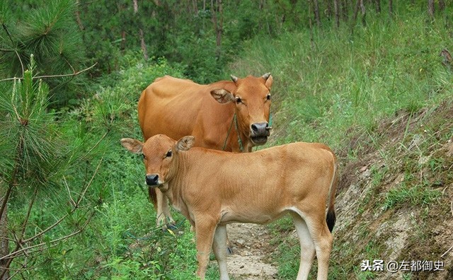 两家为争小牛告到县衙，结果双方都被处罚，此案虽小却有醒世效用