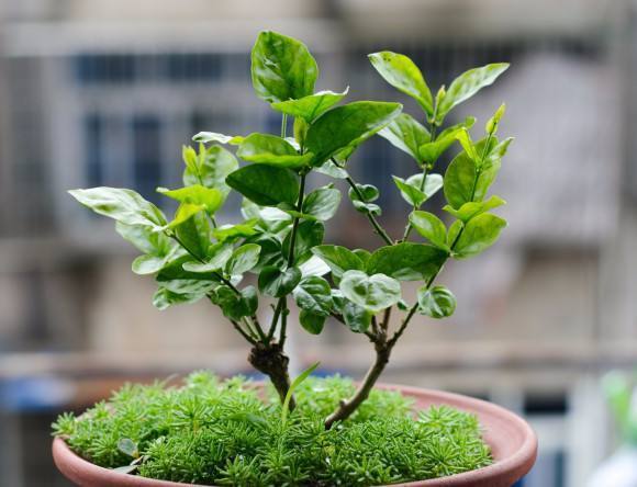 茉莉花不能种太密,茉莉花不能养吗
