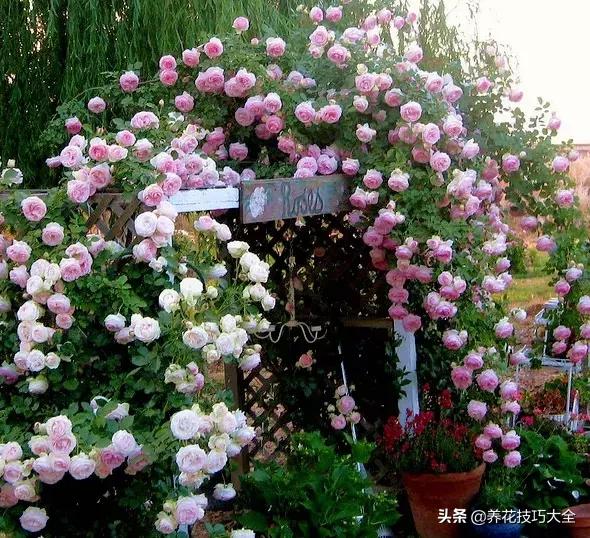 这十种爬藤花一开就是三年,3种极品爬藤花30天爬满庭院农村