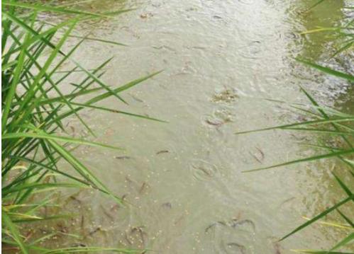 莲藕池里怎样养殖泥鳅鱼,田间泥鳅鱼养殖要具备哪些条件
