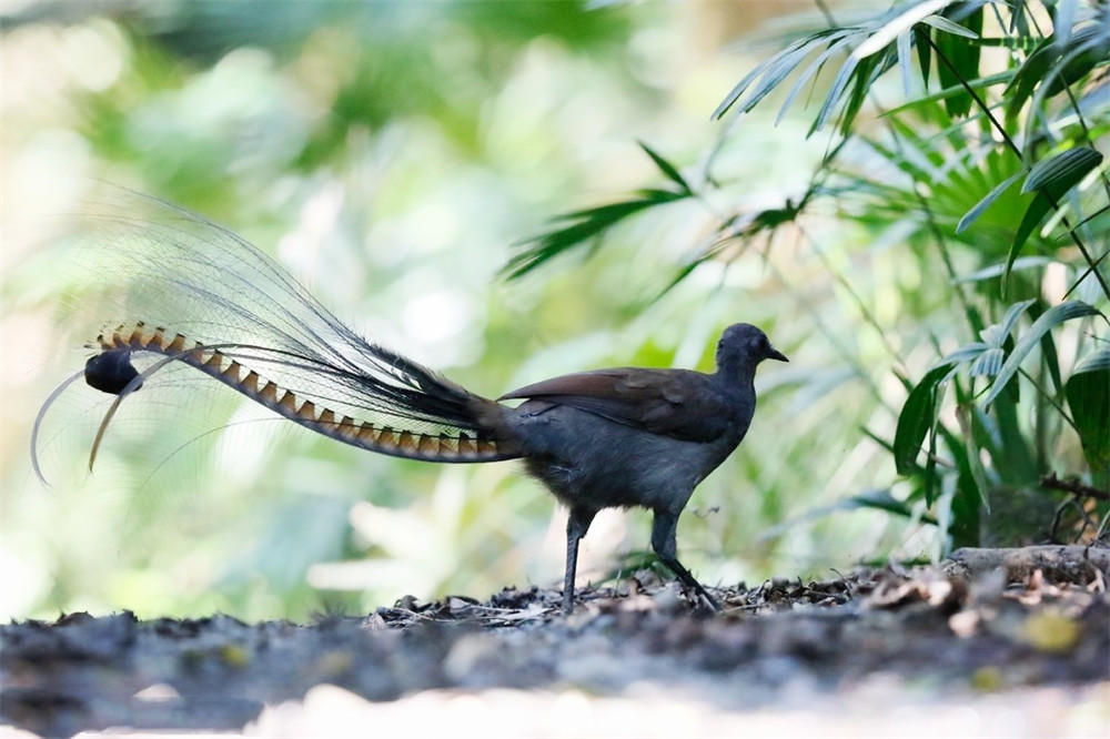 野外发现的奇特鸟,原始山林发现奇怪的鸟
