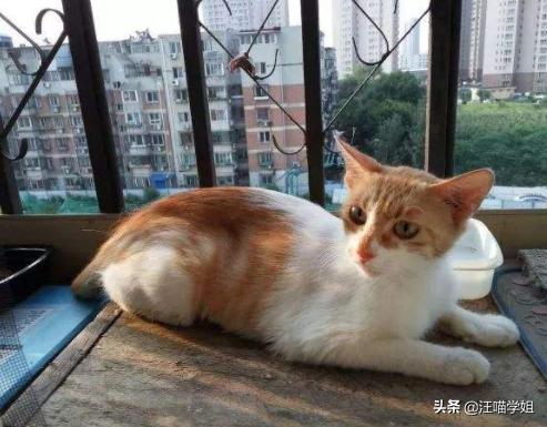 猫咪呕吐导致叠肠,猫咪频繁呕吐应该如何治疗
