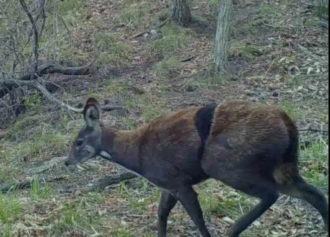 全国林草生物多样性保护成就展,林业生物多样性保护
