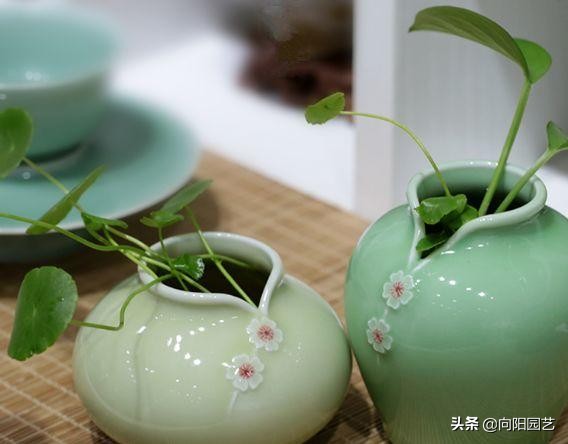 水培植物怎么剪根,最好看最好养的水培植物