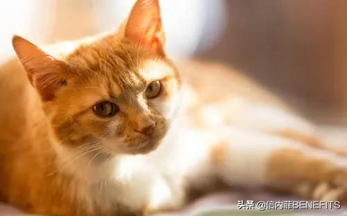 猫咪绝育后为什么还会分泌乳汁,猫咪绝育后为什么还会发狂